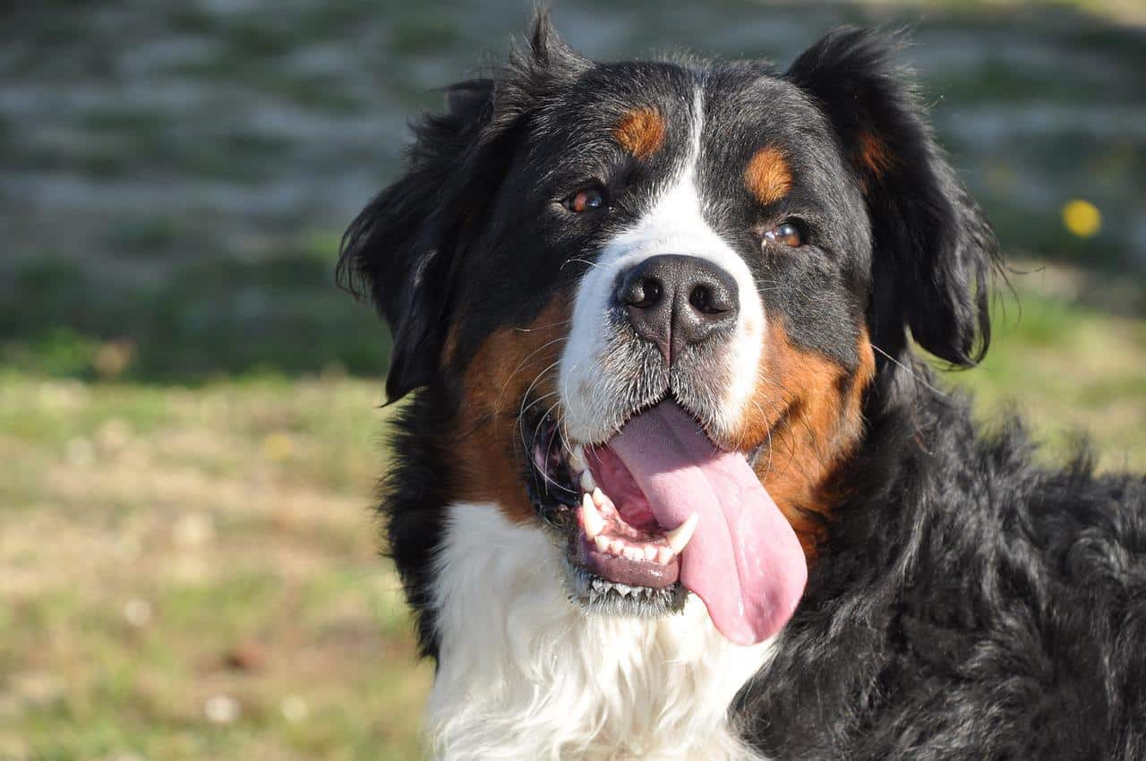 are button mushrooms bad for dogs