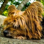 Applicable Dog Grooming Tips: Can Dogs Get Ingrown Hairs?