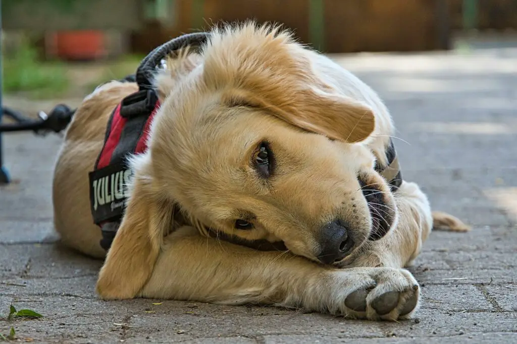 Can Dogs Have Apple Pie