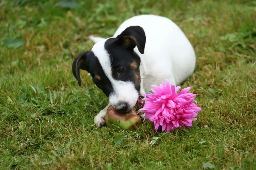 Can Dogs Have Freeze-Dried Strawberries