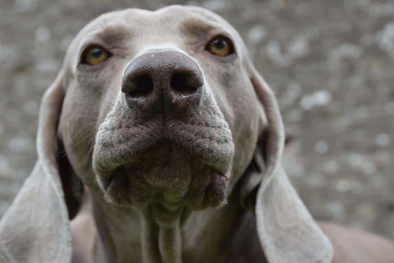 is garlic seasoning bad for dogs