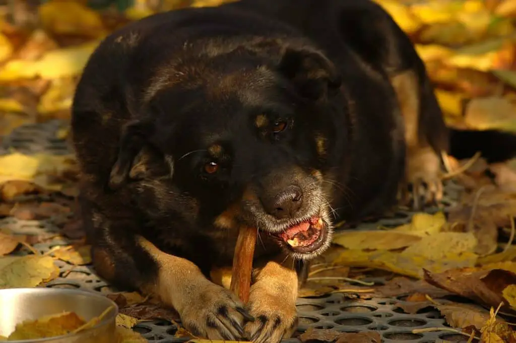 Top 24 Can Dogs Eat Honey Roasted Peanuts