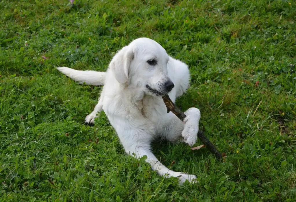 Can Dogs Have Jif Peanut Butter