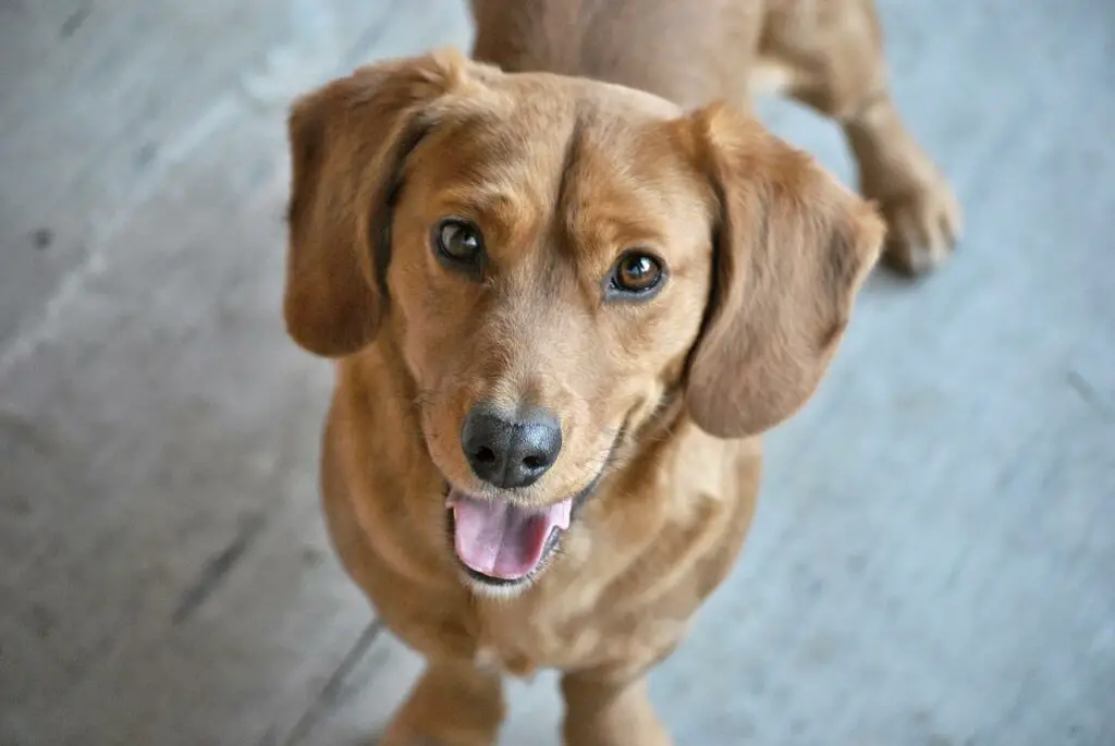 Can Dogs Have Mushroom Soup