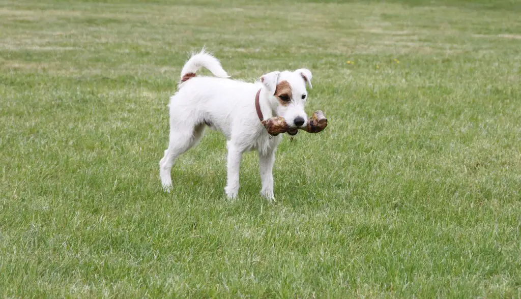 Can Dogs Have Pumpernickel Bread