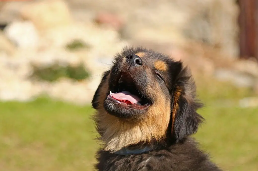 Can Dogs Have Root Beer