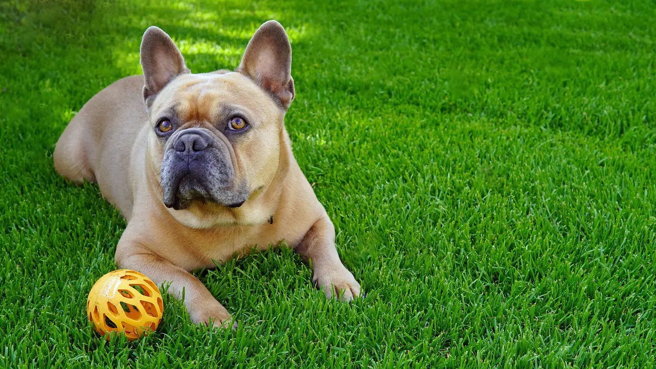 Can French Bulldogs Eat Bread 