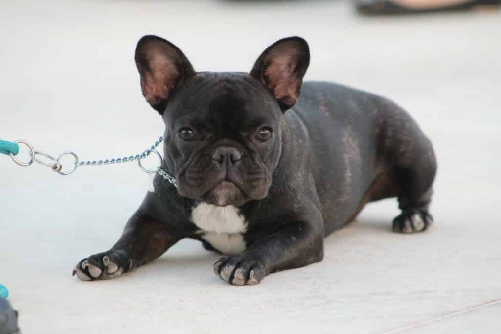 Can Frenchies Eat Raspberries