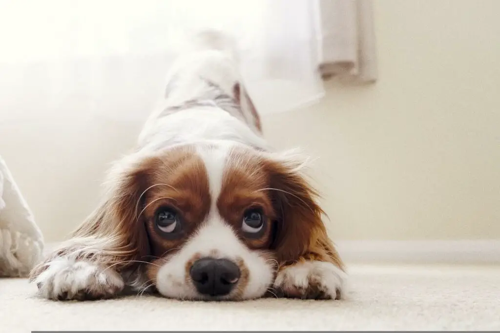 are bananas good for the english shepherd