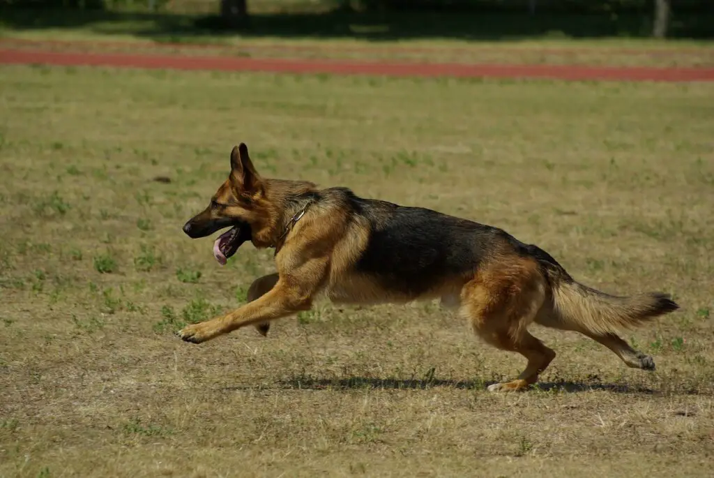 Can German Shepherds Eat Potatoes