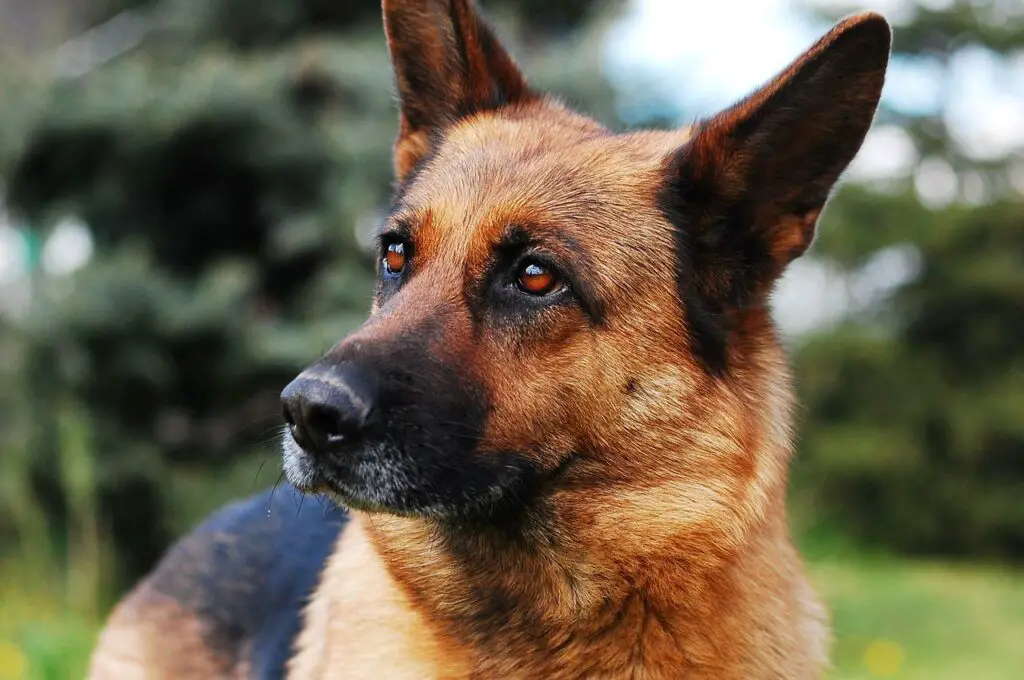 Can German Shepherds Eat Strawberries