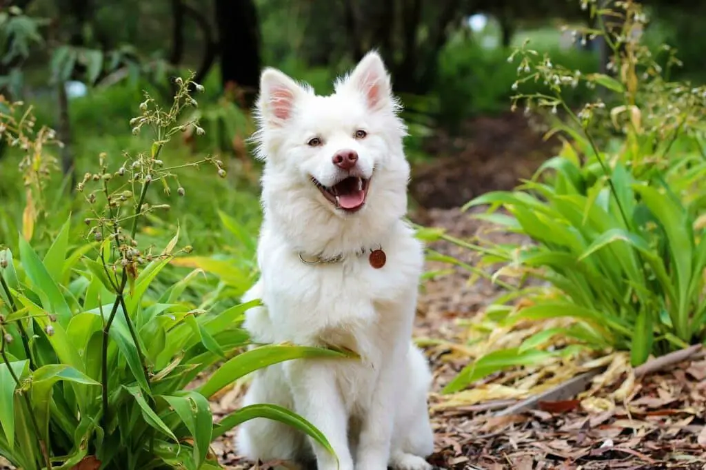 Can White Chocolate Kill Dogs