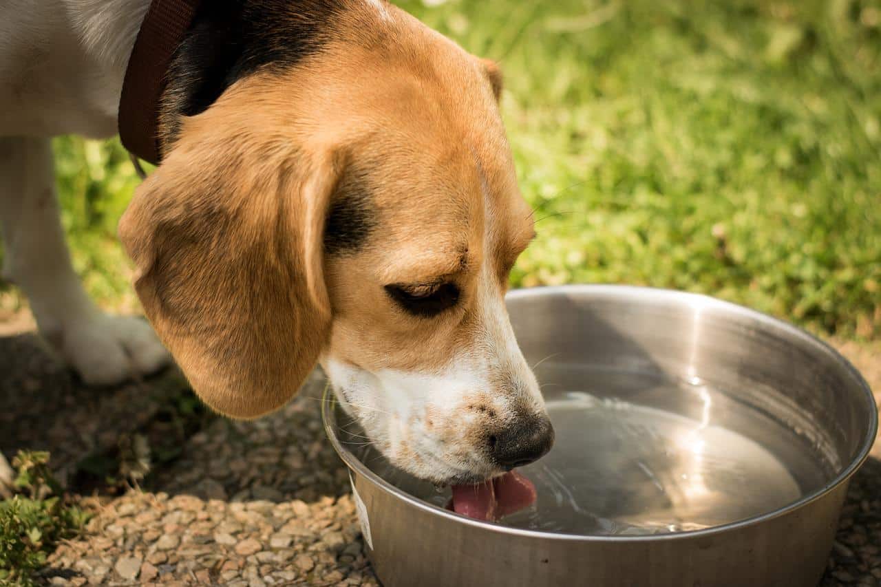 can dog drink lemon water