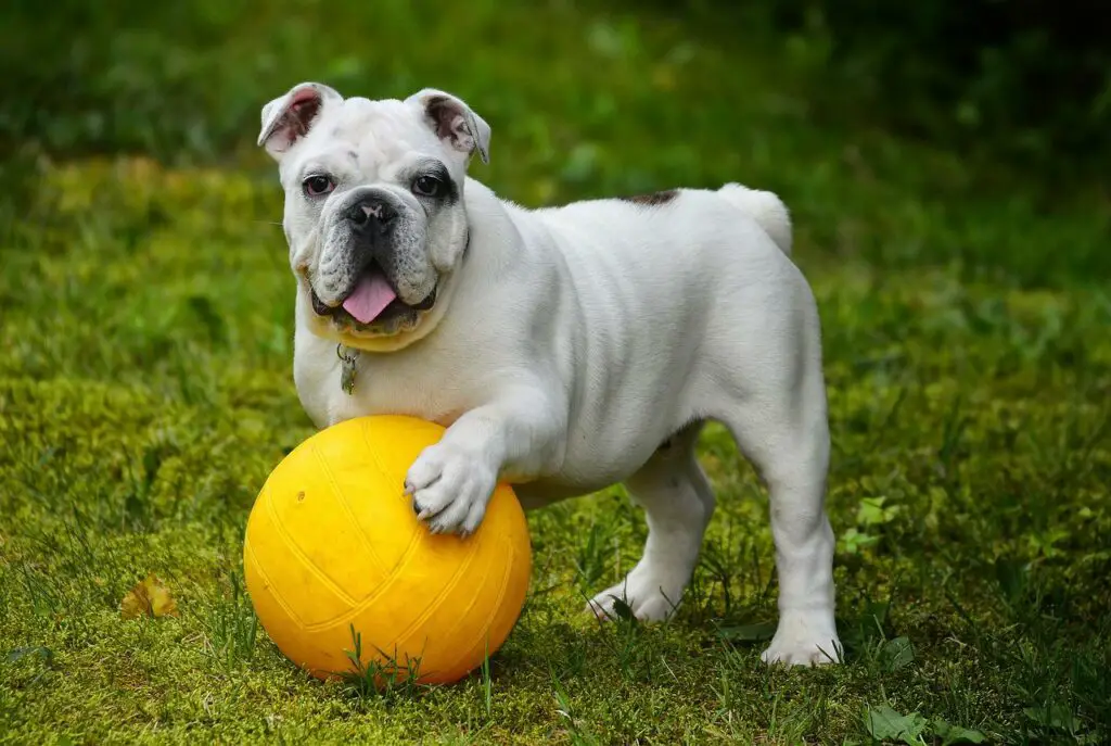 Can dogs drink lemon water