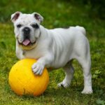 Can Dogs Drink Lemon Water? What You Need To Know