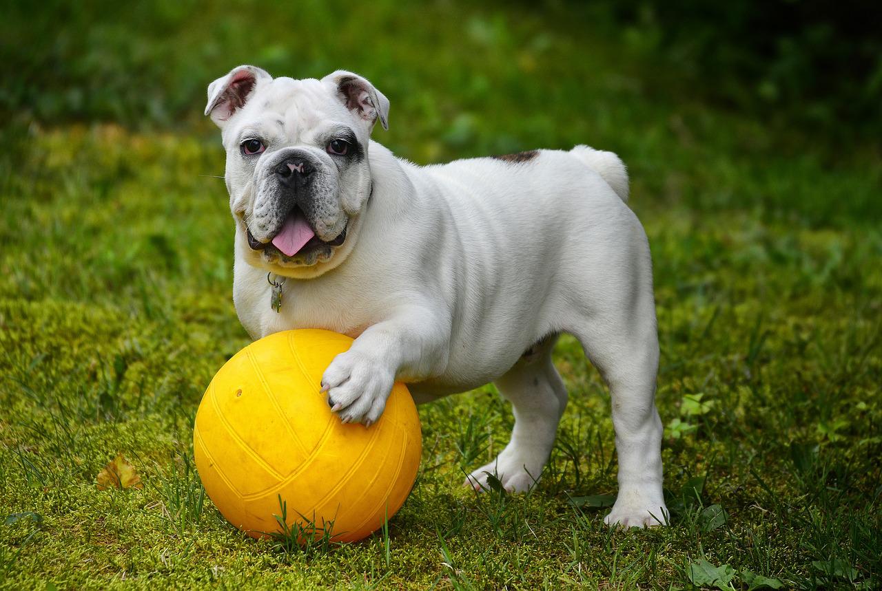 can dogs drink lemon flavored water