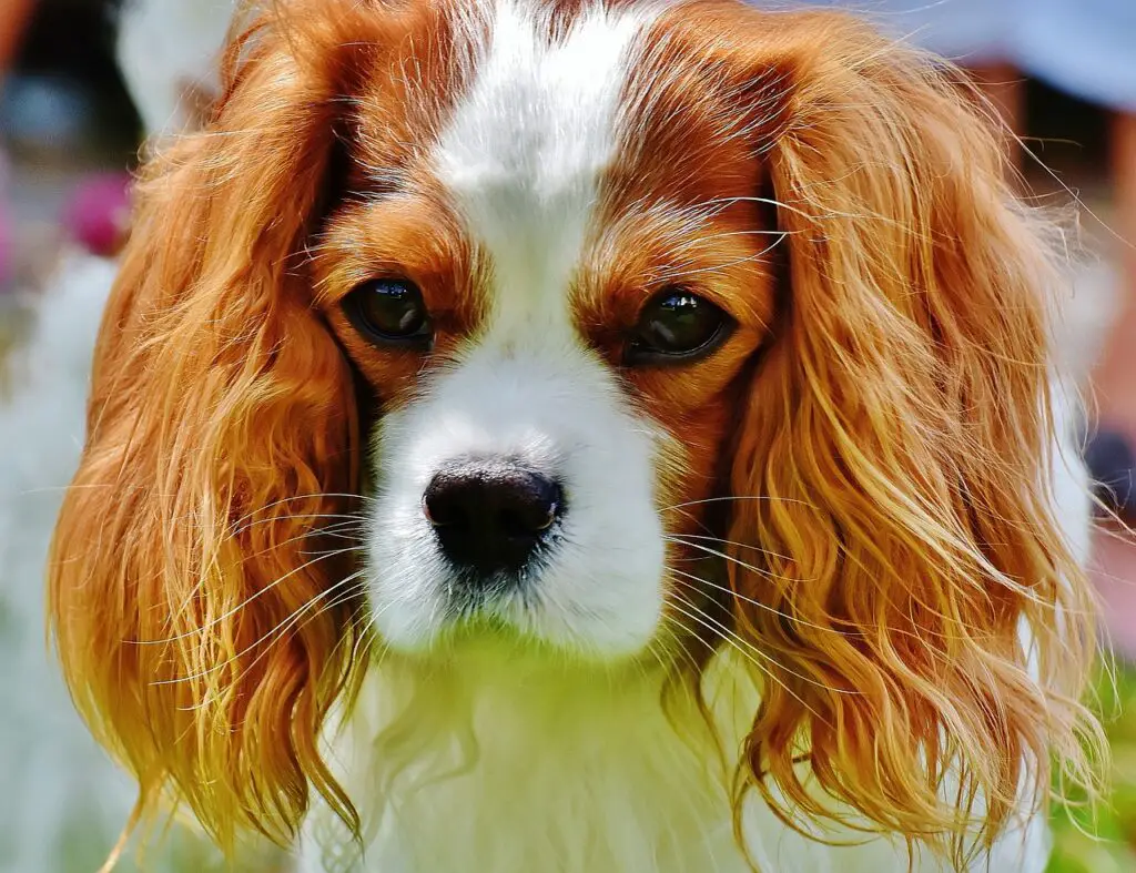 Can dogs eat Italian ice