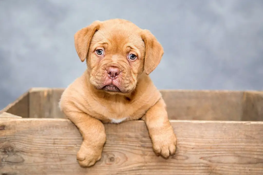 Can dogs eat Potato Bread