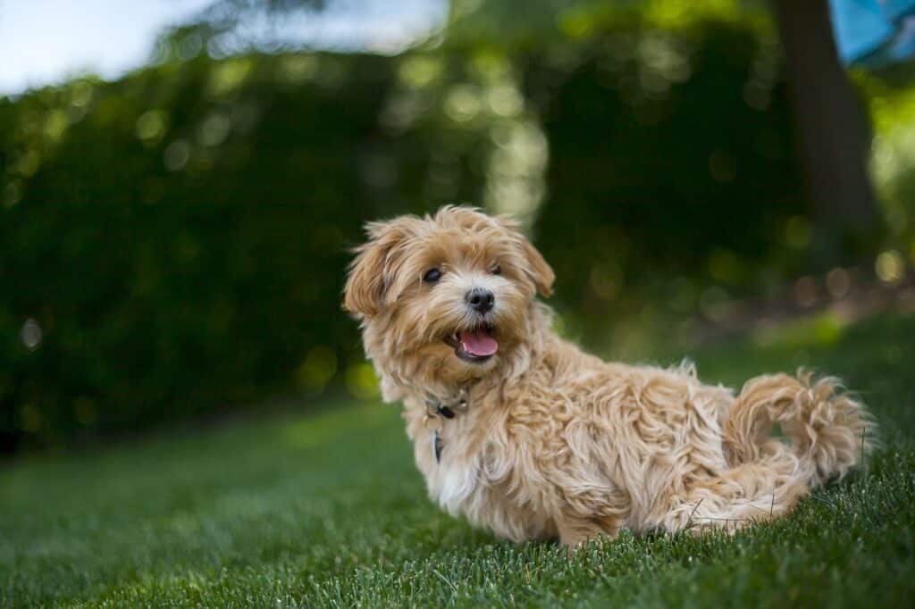 Can Dogs Eat Babybel Cheese? Health Benefits & Risks