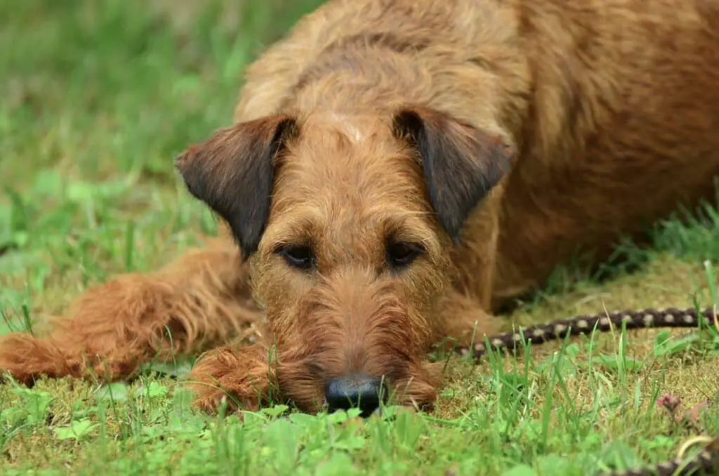 Can dogs eat bread with peanut butter