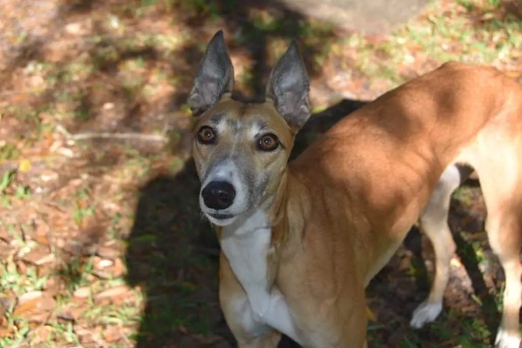 Can dogs eat canned beets