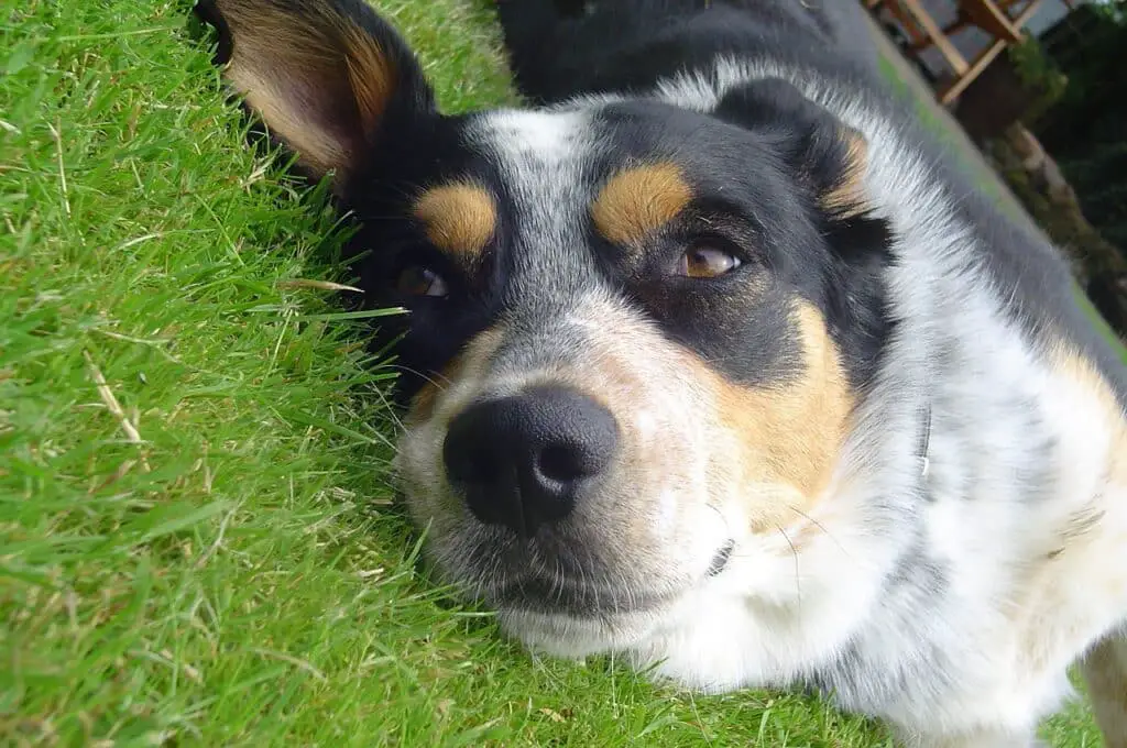 Can dogs eat cat grass