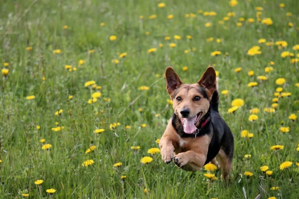 Can dogs eat cheese rind