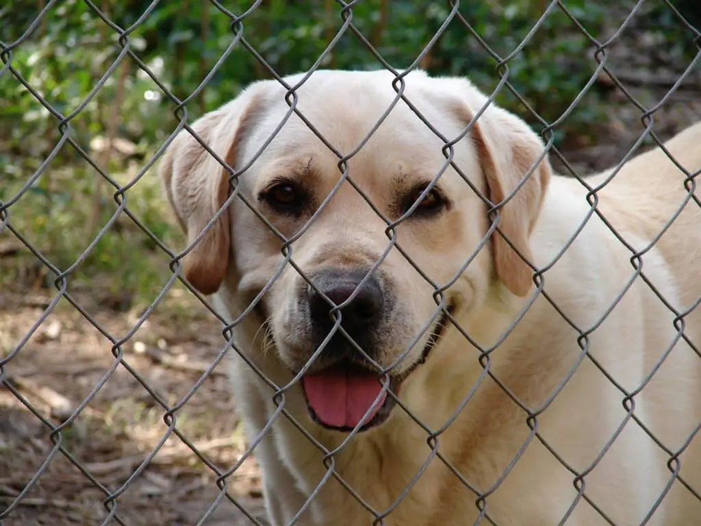 Can dogs eat egg yolks raw