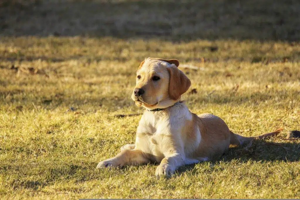 is fish sauce bad for dogs