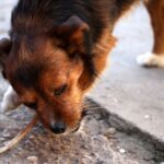 Can Dogs Eat Fish? A Look At The Consequences