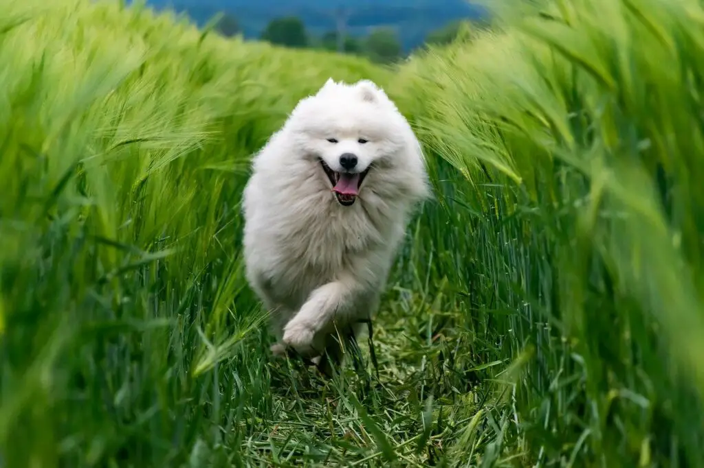 what happens if a dog eats a jolly rancher