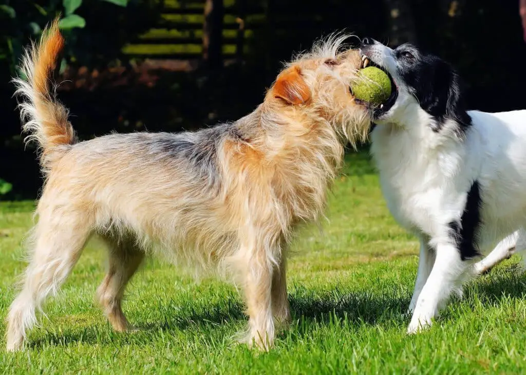 are dogs allowed to eat kiwi