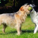 Can dogs eat kiwi seeds