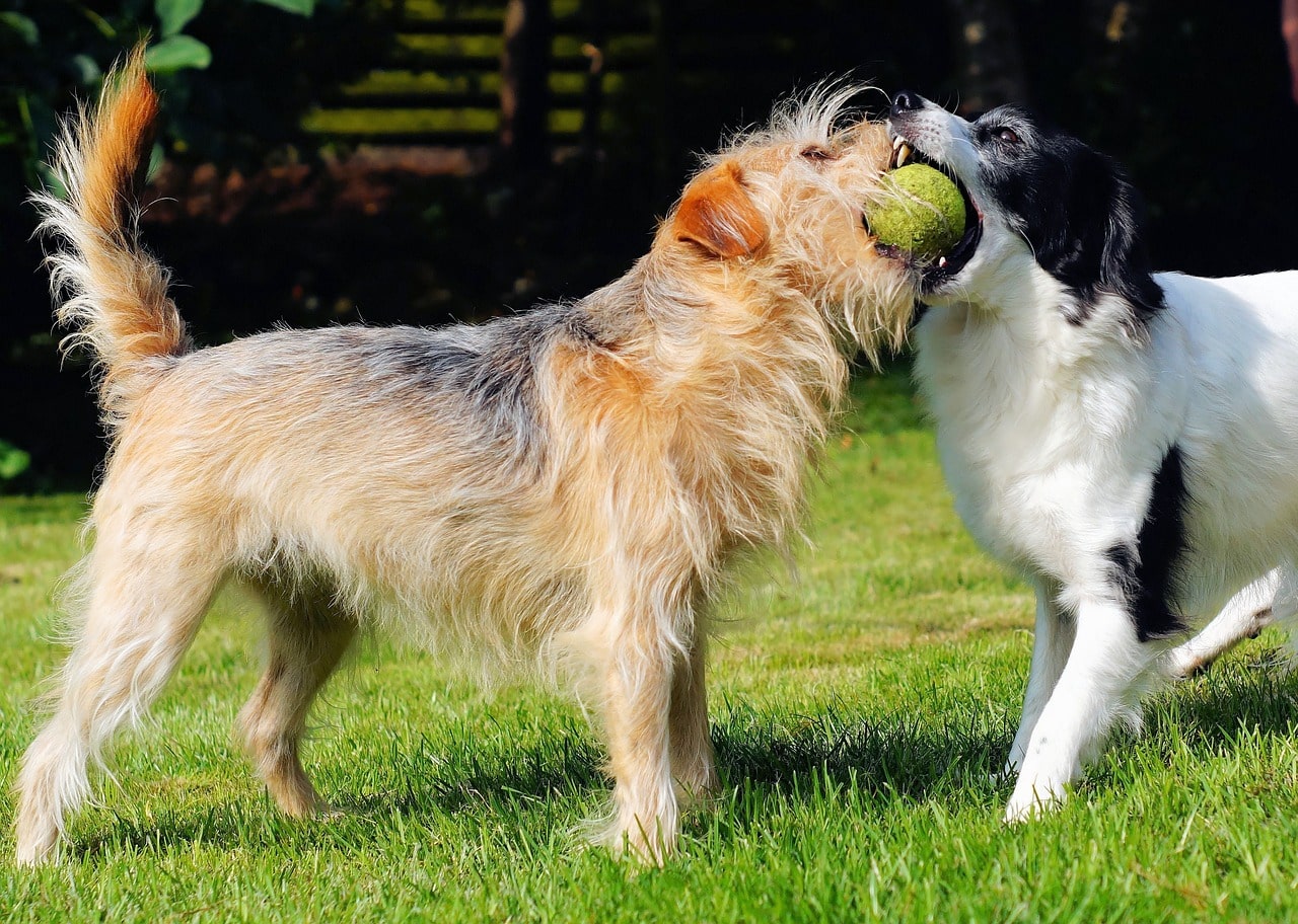 Can Dogs Eat Kiwi Seeds?