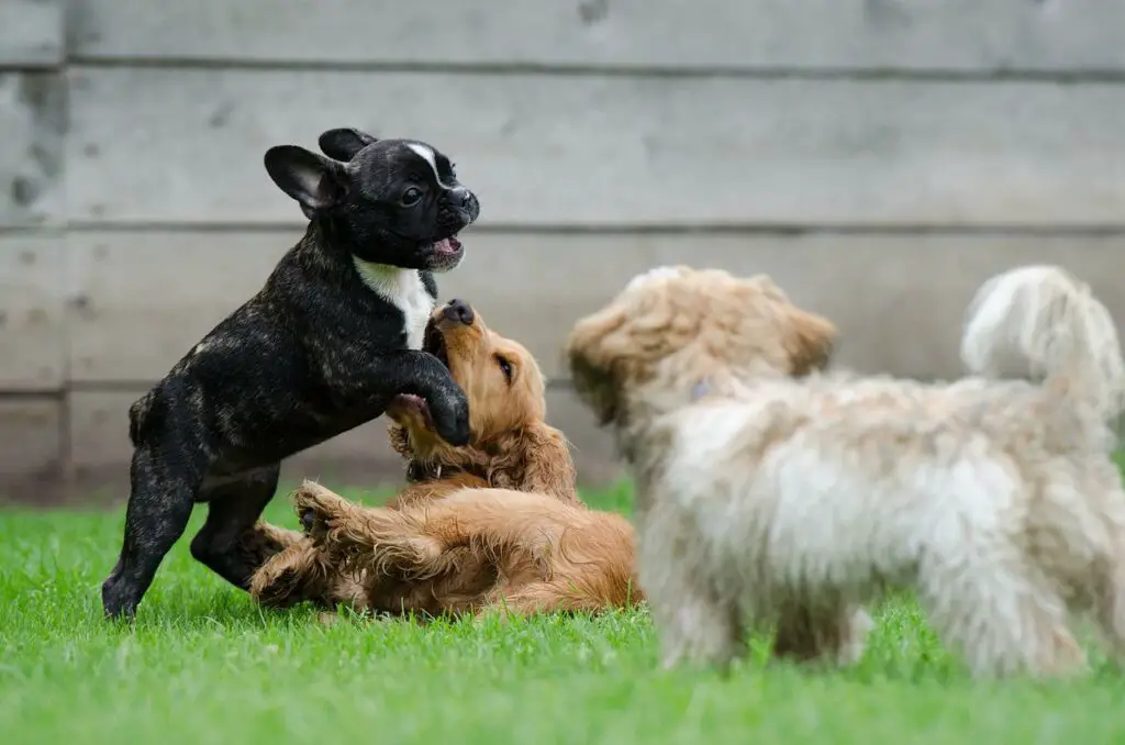 what happens if dog eats lemon