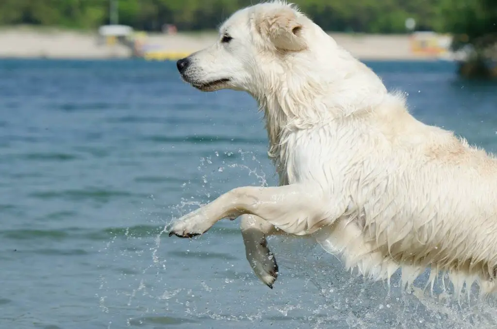 Can dogs eat multigrain cheerios