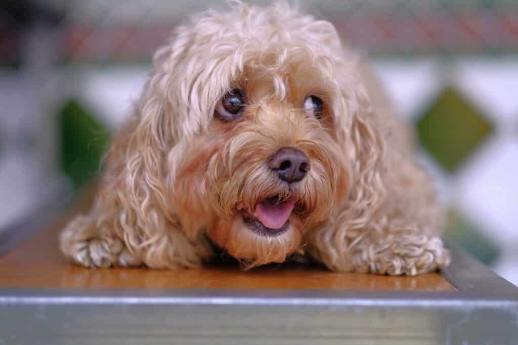 Can dogs eat oatmeal cream pies