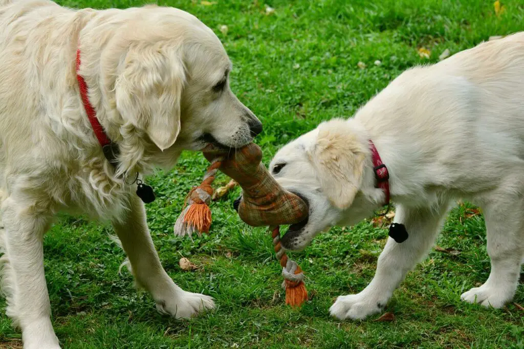 is potted meat good for dogs