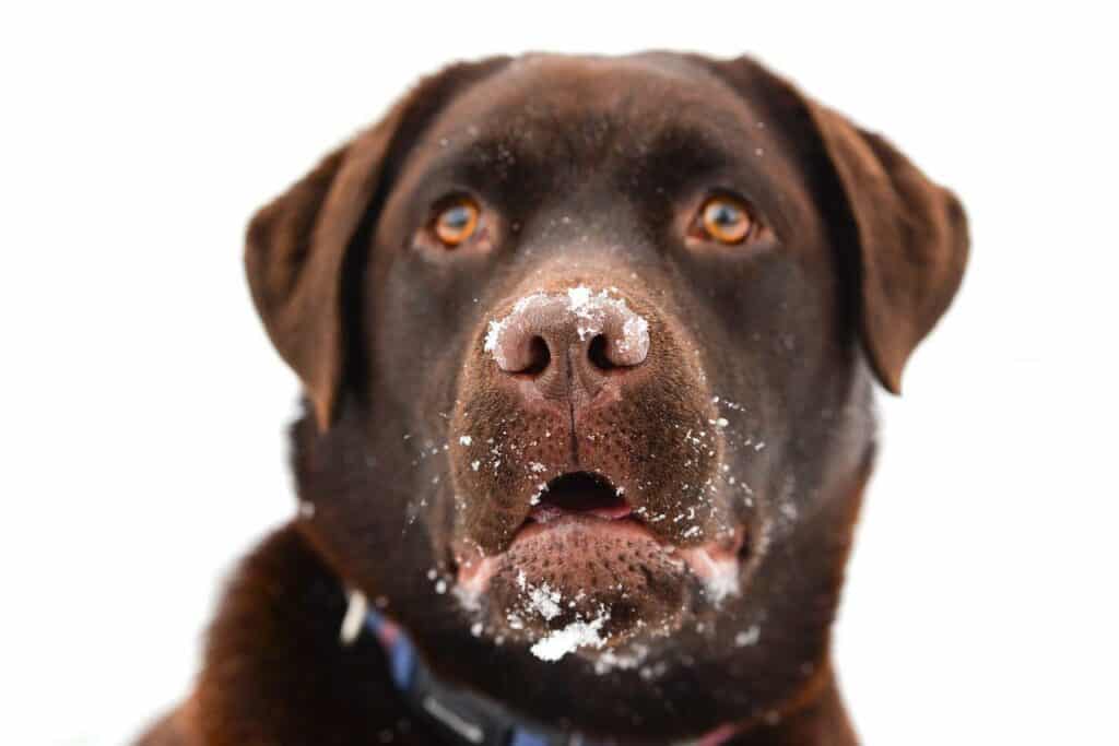 Can dogs eat powdered donuts