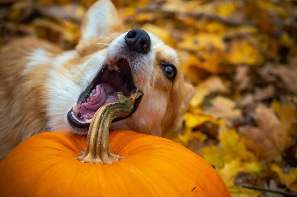 Can dogs eat pumpkin bread