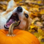 Can Dogs Eat Pumpkin Bread?