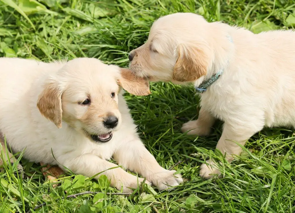 Can dogs eat radish greens