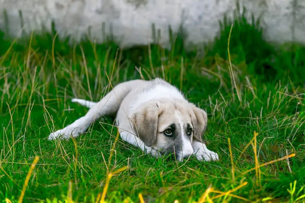 Can dogs eat salmon skin