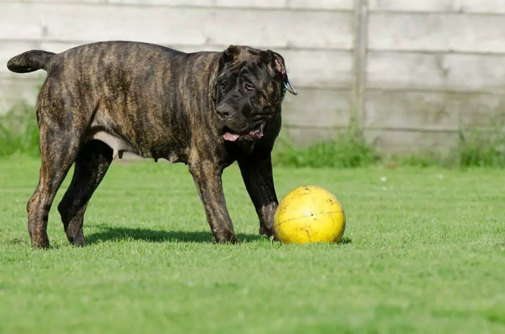 can english bulldogs eat scrambled eggs