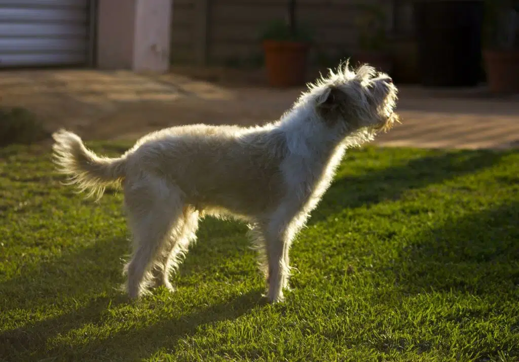 is shrimp bad for dogs