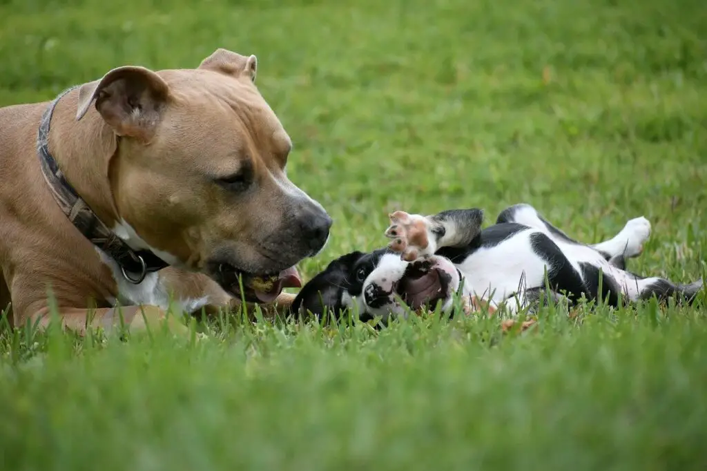 Can dogs eat sourdough bread