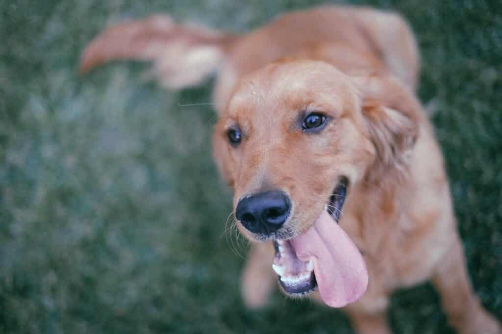 Can dogs eat strawberry yogurt