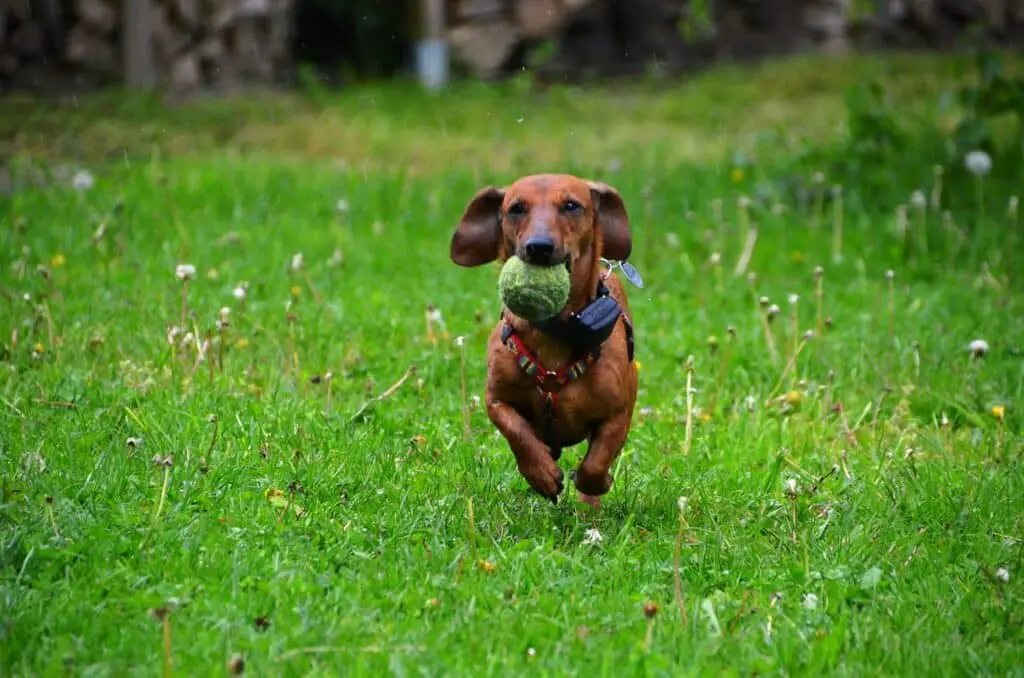 Can dogs eat sweet pickles - Copy