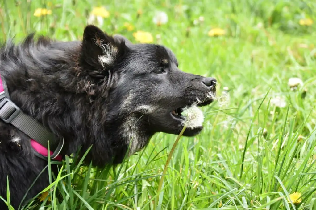 Can dogs eat teriyaki chicken