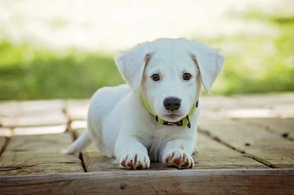 are burgers bad for dogs